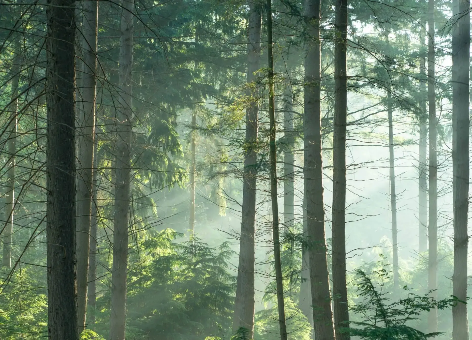 Bild eines dichten Waldes